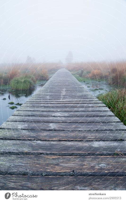 Fog in the High Fens Hiking Environment Nature Landscape Water Autumn Belgium Wood Simple Natural Moody Safety Serene Calm Loneliness Infinity Adventure