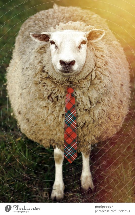 fancy sheep Elegant Style Joy Fashion Tie Hair and hairstyles White-haired Animal Animal face Sheep 1 Stripe Funny Trashy Colour photo Exterior shot