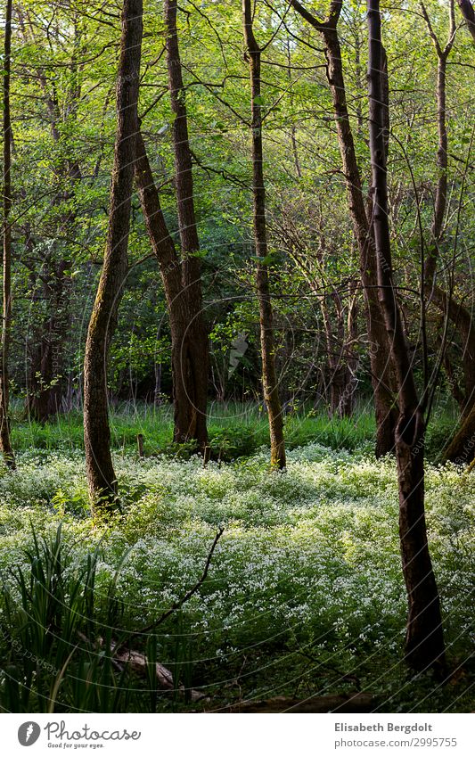 Blossoming forest Environment Nature Landscape Plant Spring Beautiful weather Tree Flower Grass Bushes Foliage plant Wild plant Forest Growth Natural Warmth