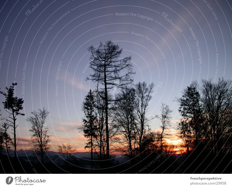 evening purple Dusk Twilight Tree Sunset Romance Sky Freedom