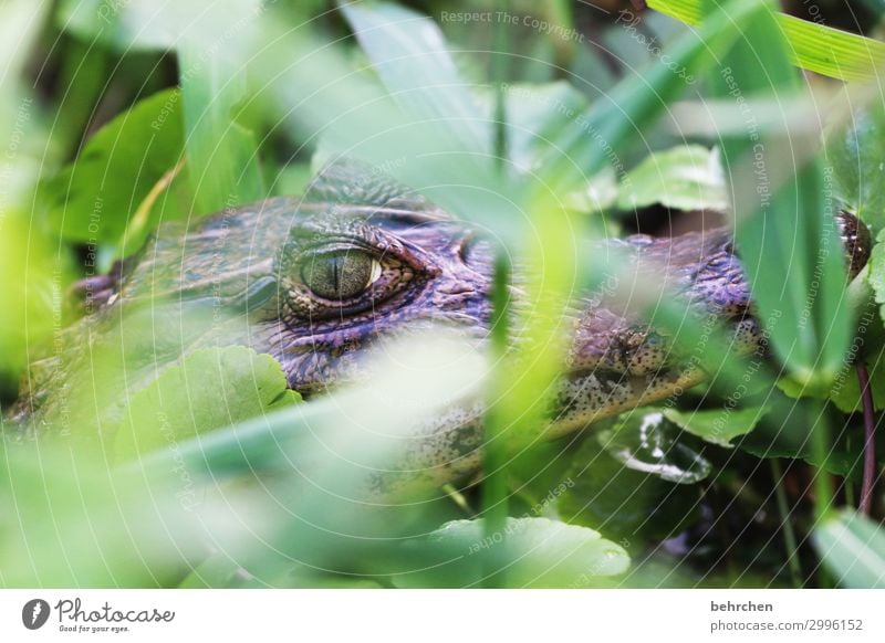 Beware, sharp teeth. Vacation & Travel Tourism Trip Adventure Far-off places Freedom Plant Leaf Virgin forest Wild animal Animal face Scales Crocodile Caiman