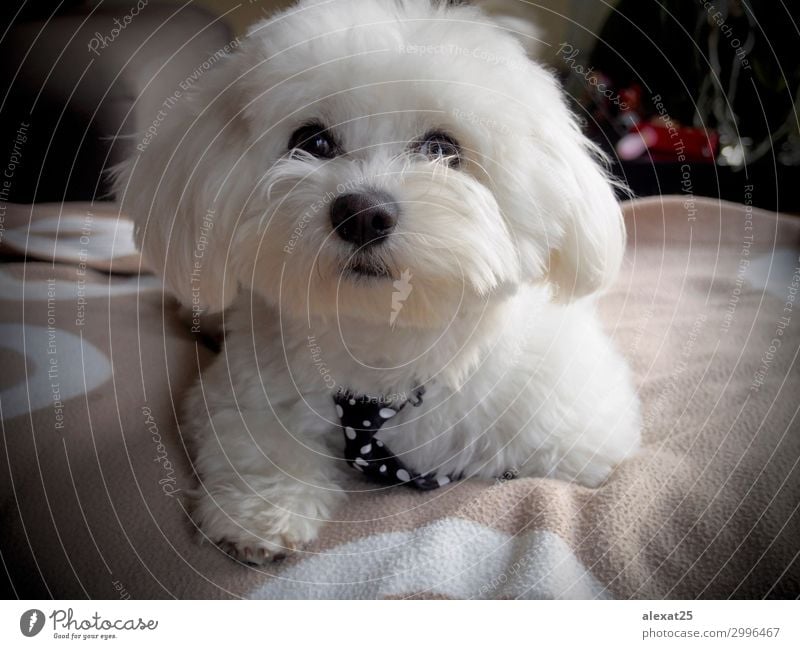 Cute bichon maltese with mope tie Happy Beautiful Nature Animal Pet Dog Love Sit Small White Delightful Breed Domestic furry hair Mammal Purebred pretty Puppy