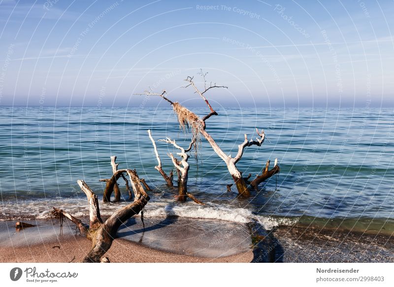 western beach Calm Meditation Nature Landscape Elements Sand Water Cloudless sky Beautiful weather Fog Tree Waves Coast Beach North Sea Baltic Sea Wood Fluid