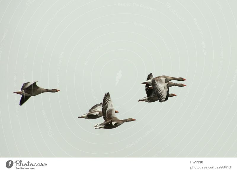 Airy goose flight. Wild animal Bird Wing Goose Group of animals Flock Blue Yellow Gray Black White Flying Gray lag goose Sky Feather Fitness Migratory bird