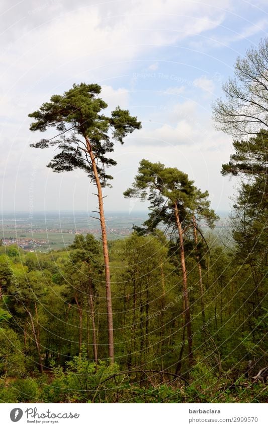 In the Palatinate Vacation & Travel Trip Hiking Nature Landscape Plant Elements Sky Clouds Tree Forest Palatinate forest Rhineland-Palatinate Village Small Town