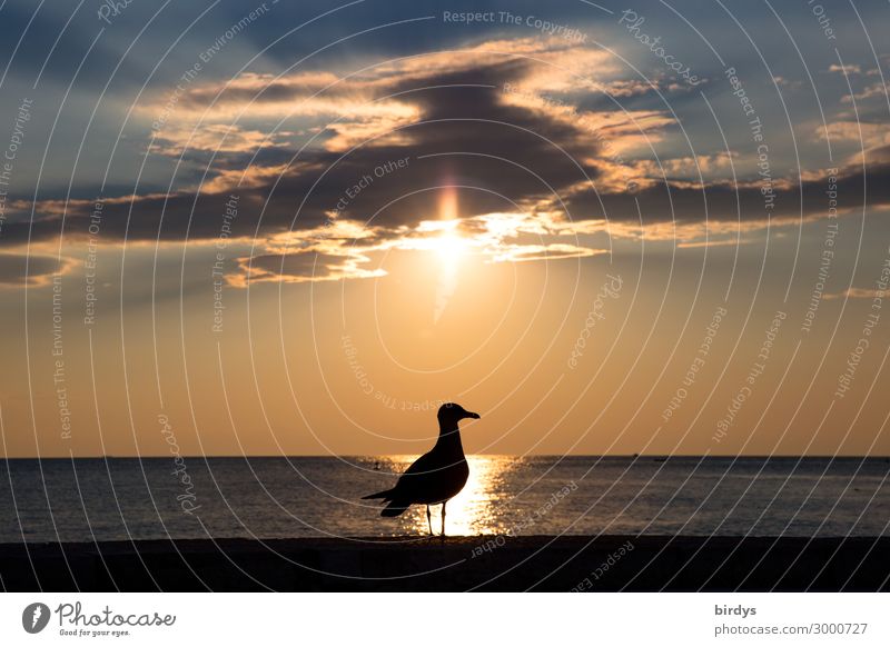 back-lighting gull Sky Clouds Horizon Sunrise Sunset Summer Coast Ocean Bird Seagull 1 Animal Esthetic Authentic Maritime Positive Blue Gray Orange Calm Peace