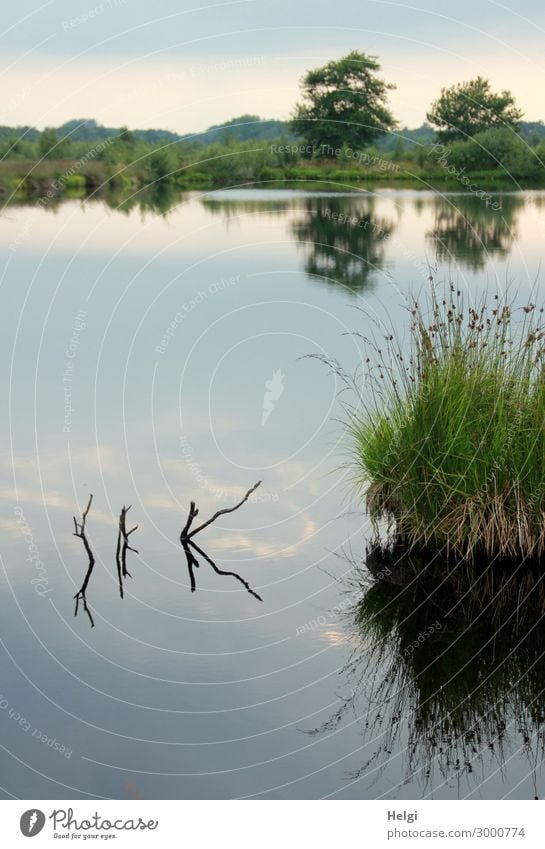 Moorland landscape with lake, grasses, trees and bizarre branches in water with reflection Environment Nature Landscape Plant Water Sky Sunlight Summer