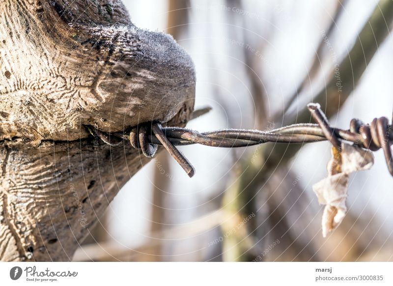 The Barbed Wire Eater Barbed wire Wood Metal Point Devour reconquer Barbed wire fence Rust Vanished Dangerous Risk of injury Weathered Frost Frozen Colour photo