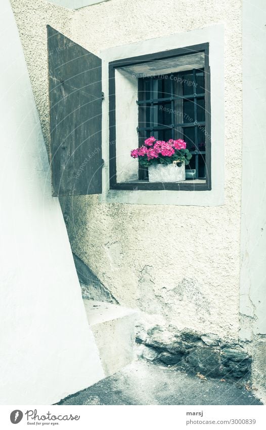 In one corner of the building is a small, barred window. With flowers as decoration. Window Building latticed Masonry ancient Rustic Shutter Corner Flower box