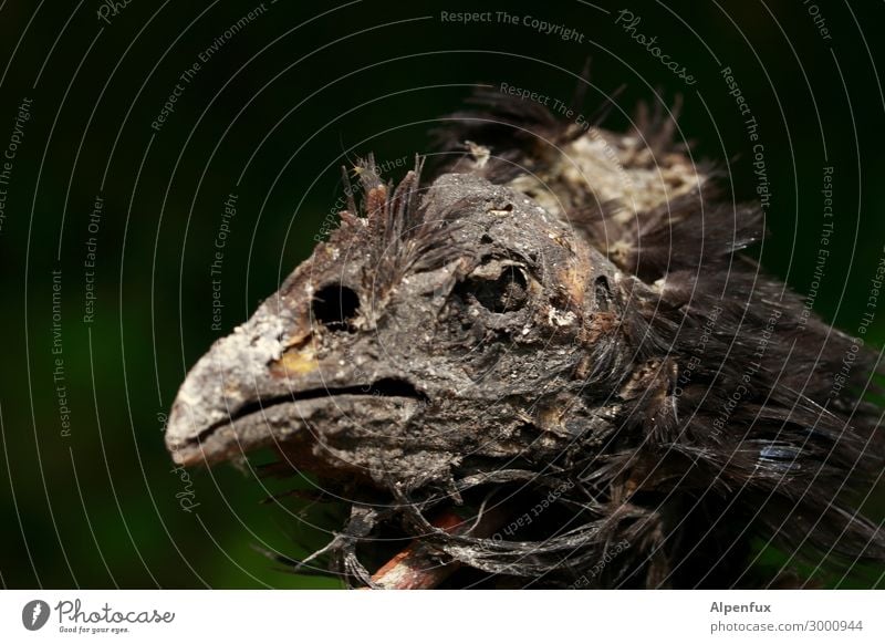 Animal portrait (Tut Ench Amhuhn) mummified chicken head mummy Death Dead animal Bird Deserted Sadness Transience Grief Mummification Close-up Colour photo