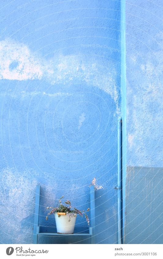 Isolation alone in the blue. Plant Flower Foliage plant Pot plant Island Venice Burano House (Residential Structure) Wall (barrier) Wall (building) Facade