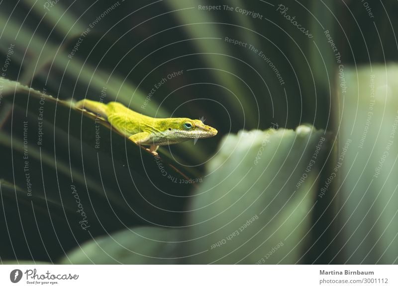 Texas American green anole, lizard on a yucca plant. Copy space Garden Environment Nature Plant Animal Small Natural Wild Blue Brown Green Anolis Reptiles