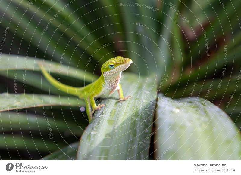 Texas / American green anole, lizard on a yucca plant Garden Man Adults Environment Nature Plant Animal Small Natural Wild Blue Brown Green Anolis Reptiles