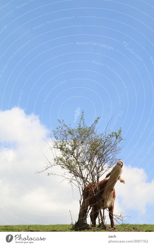 self-exposer Agriculture Forestry Sky Beautiful weather Plant Bushes Meadow Field Animal Farm animal Cow Calf Cattle 1 Blue Colour photo Exterior shot Deserted