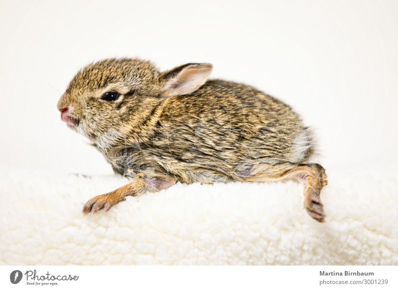 Close up of a cute and fluffy baby bunny Easter Baby Art Nature Animal Pet Sit Small Cute Soft Brown White Colour Hare & Rabbit & Bunny isolated image holiday