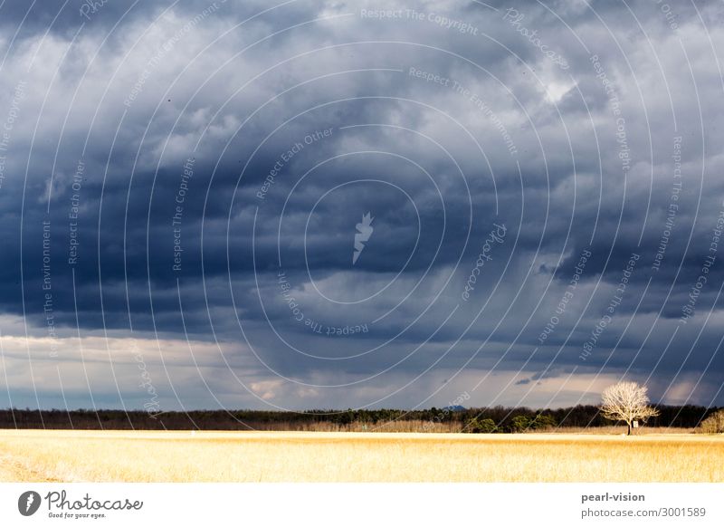 kiss in the sky Landscape Sky Clouds Weather Field Exceptional Blue Yellow Humble Nature Colour photo Exterior shot Deserted Light (Natural Phenomenon)