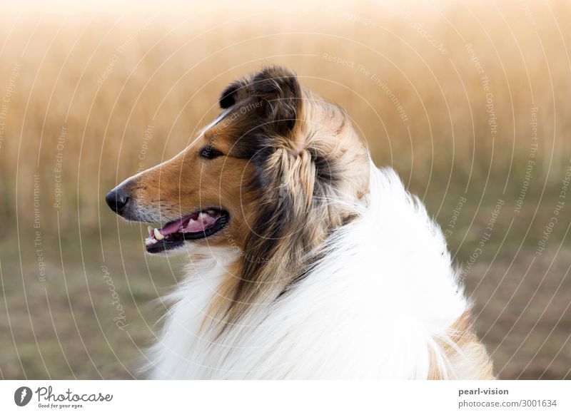 tailwind Pet Dog 1 Animal Looking Collie Colour photo Exterior shot Animal portrait