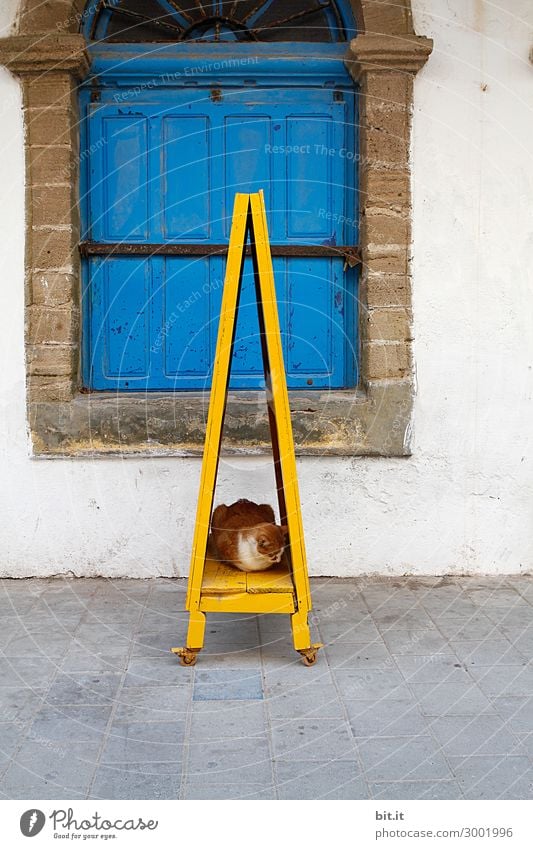 Isolation l red tiger cat sleeps in folding shield. Pet Cat To enjoy Sleep Tabby cat Morocco Signs and labeling Window Looking away