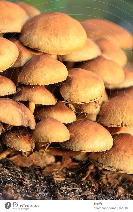 extended family mushrooms mushroom family mushroom group Multilayered young and elderly small and big stacked Consecutively Group photo step by step Team