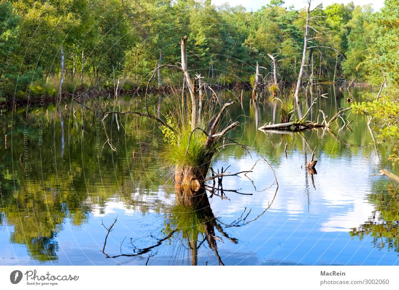 moorland Environment Nature Landscape Autumn Grass Bog Marsh Green Europe Heathland Fen Nature reserve Lower Saxony Peat bog Moor lake Water Tree Colour photo