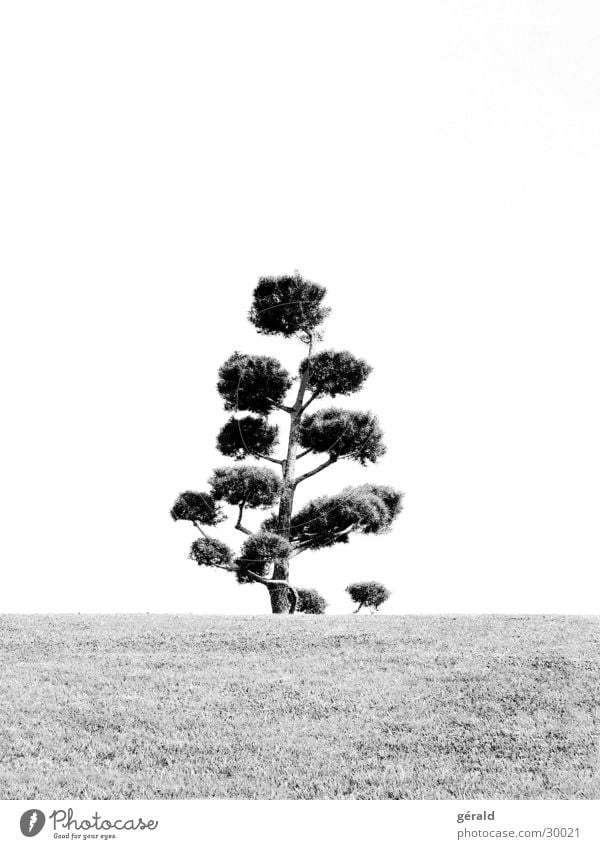 Black & White Nature 2 Tree Hill Grass Gray Lawn sword Garden Japan