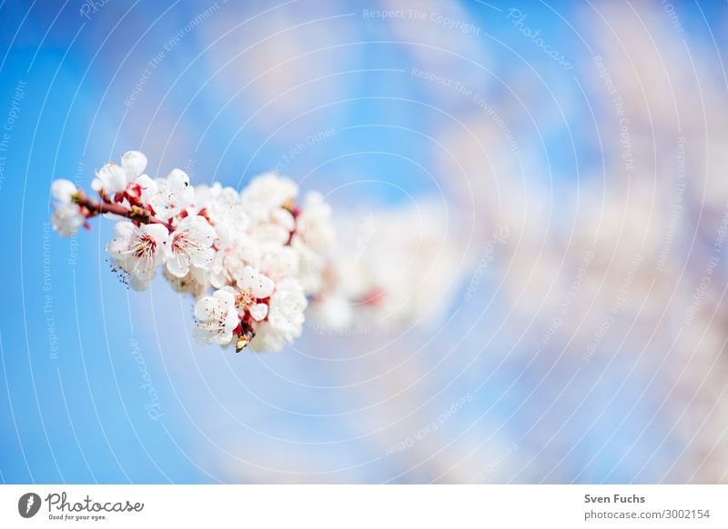 White apple blossoms in front of a blue sky Apple Beautiful Calm Garden Nature Plant Spring Tree Flower Blossom Blossoming Fresh Bright Soft Pink Romance