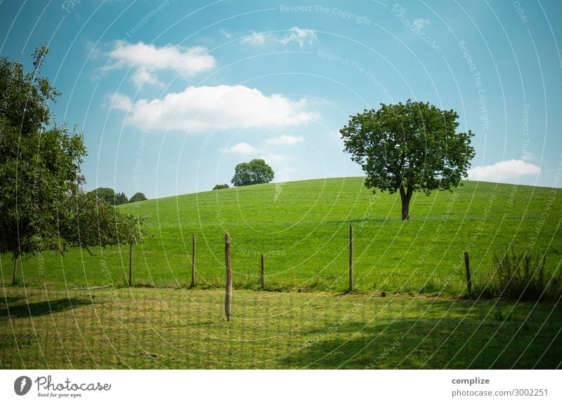 Willow, trees, fields, blue sky & clouds Food Lifestyle Healthy Relaxation Vacation & Travel Tourism Summer Summer vacation Agriculture Forestry Environment