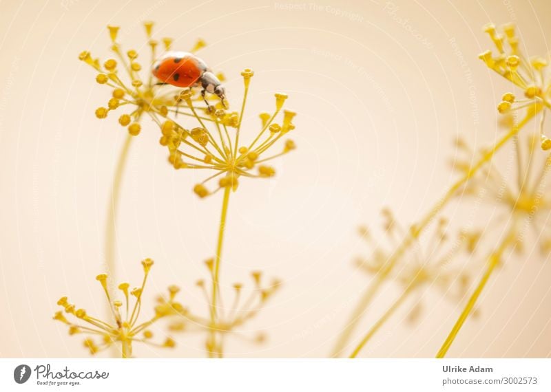 Ladybird on dill blossoms Wallpaper Birthday Nature Plant Animal Summer Blossom Dill Dill blossom Garden Beetle Insect 1 Crawl Natural Yellow Red Happy