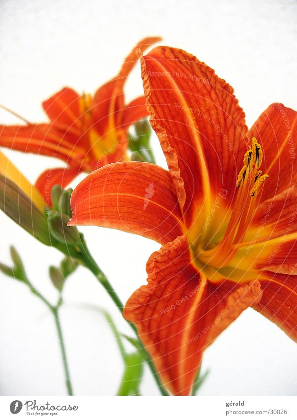 flora Flower Summer Orange Detail