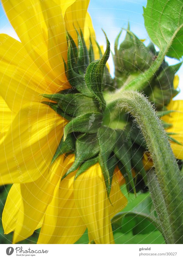 sunflower Flower Yellow Summer Green Sun Detail