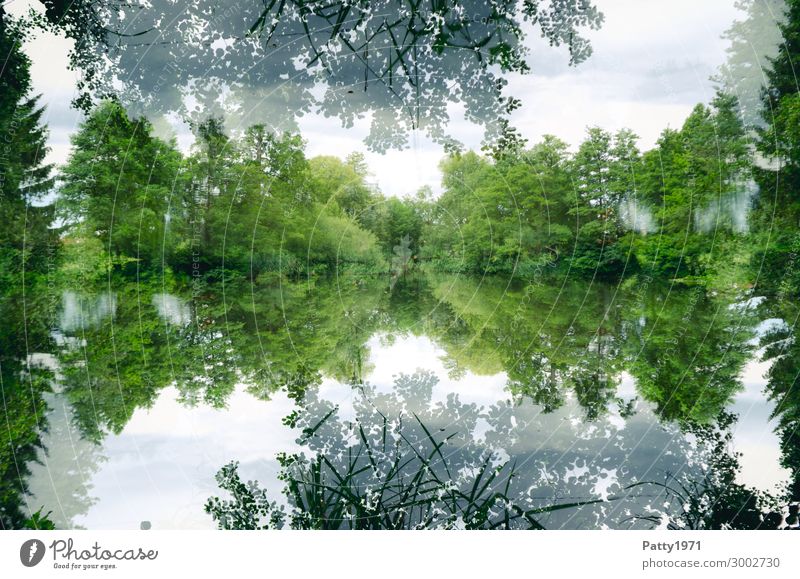 Sea (len) mirror Environment Nature Landscape Plant Tree Forest Lakeside Natural Green White Calm Contentment Mysterious Surrealism Symmetry Double exposure