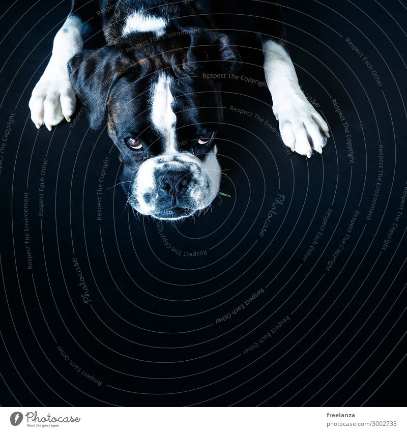 puppy Animal Pet Dog 1 Stone Observe Cute Black White Enthusiasm Trust Life Colour photo Interior shot Deserted Copy Space bottom Bird's-eye view