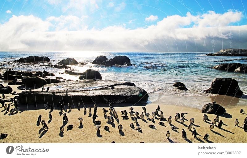 meeting point Vacation & Travel Tourism Trip Adventure Far-off places Freedom Nature Landscape Water Sky Clouds Horizon Sun Sunlight Rock Waves Beach Ocean