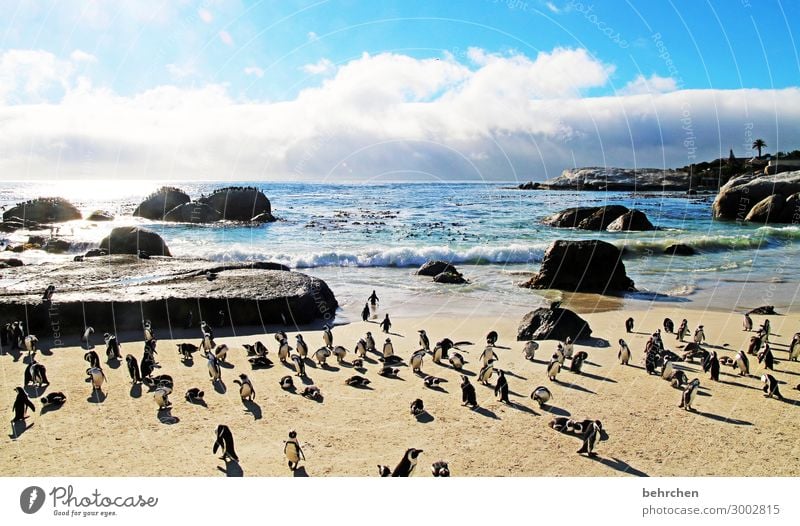 strandmeeting Animal portrait especially Vacation & Travel Waves Ocean Contrast Wild animal Penguin Exceptional Sky Landscape Tourism Dream To enjoy Sunrise