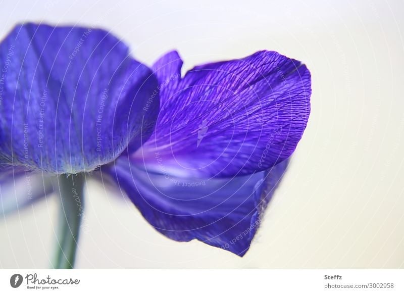 the blue dress of the anemone blue anemone Anemone coronaria flowering anemone Crown Anemone Spring flower blooming spring flower garden flower Flower Blossom