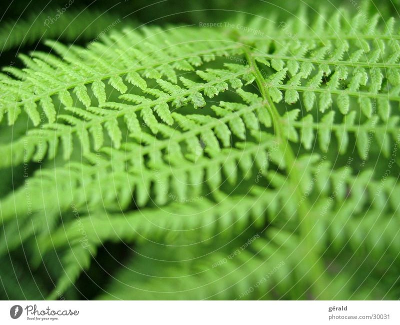 fougère Green Plant Pteridopsida Close-up Garden Nature