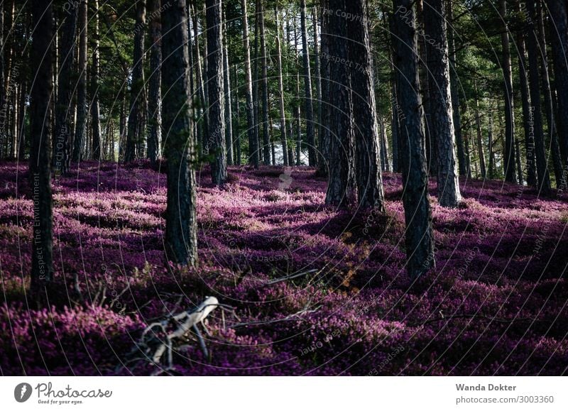 Heather Blossom Tourism Trip Adventure Hiking Nature Landscape Plant Spring Tree Flower Forest Blossoming Illuminate Esthetic Authentic Exceptional Fantastic