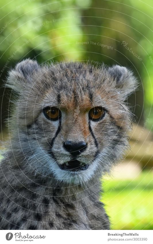 Close up portrait of cheetah cub Animal Wild animal Cat Animal face Zoo 1 Baby animal Green Cheetah Cute Delightful Head Eyes Snout Big cat Watchfulness Staring