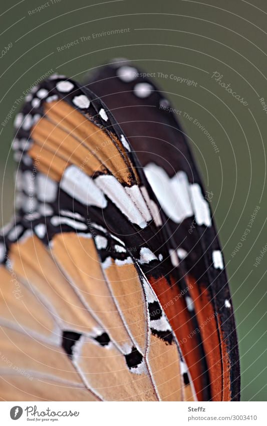 The Monarch Monarch Butterfly Monarch butterfly Danaus plexippus Noble butterfly Grand piano butterfly wings Wing pattern colourful wings butterflies