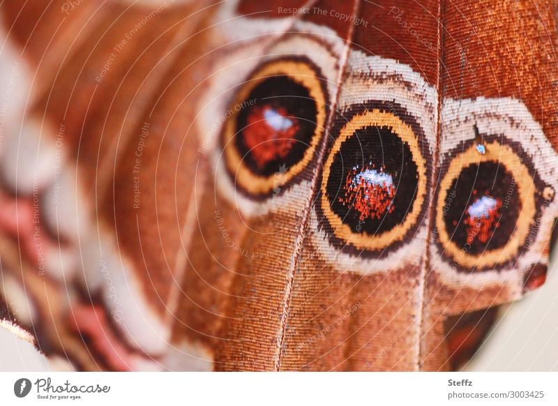 a wing with three dummy eyes as a deterrent mimicry Wing pattern Warning signal Camouflage camouflage Camouflage colour eye stains Mock Eyes close up scare off