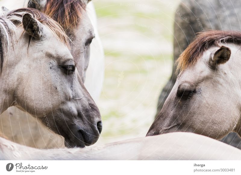 Portrait of horse tarpan on the outside Beautiful Life Vacation & Travel Nature Landscape Animal Park Fur coat Wild animal Horse Animal face Group of animals