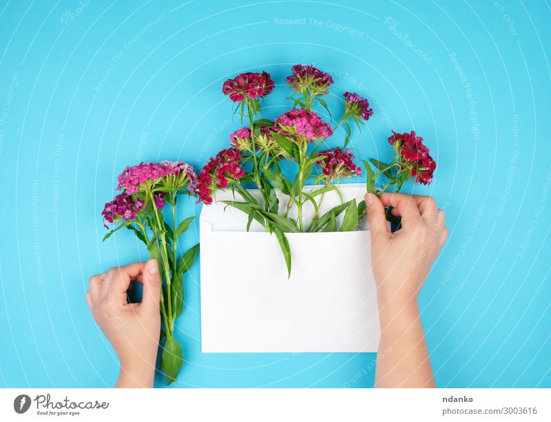 Dianthus barbatus flower buds and white paper envelope Beautiful Decoration Feasts & Celebrations Valentine's Day Mother's Day Wedding Birthday Mail Hand Nature