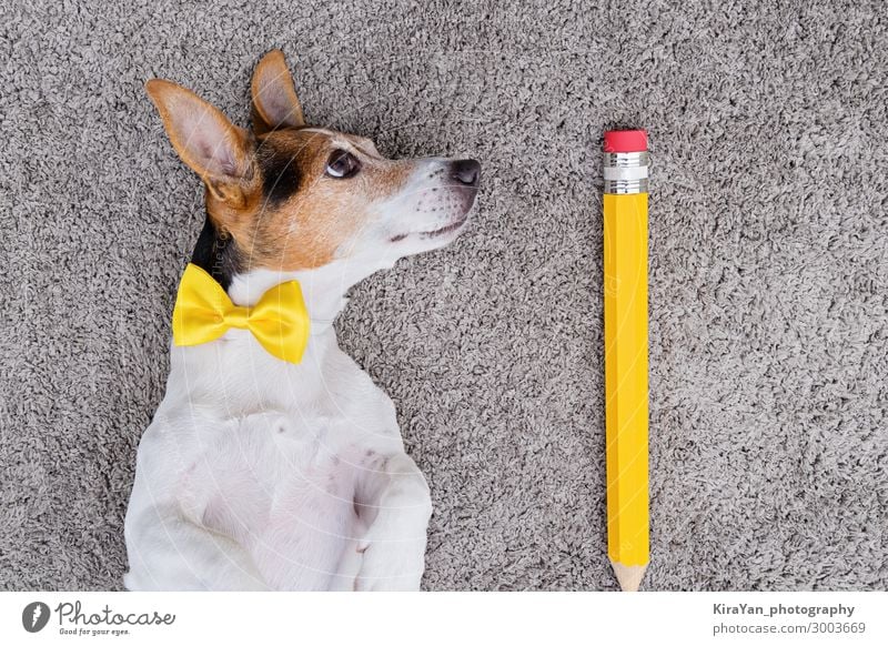 Portrait of cute young jack russell terrier dog with large yellow pen and yellow tied bow. Back to school concept april fools day above adorable animal