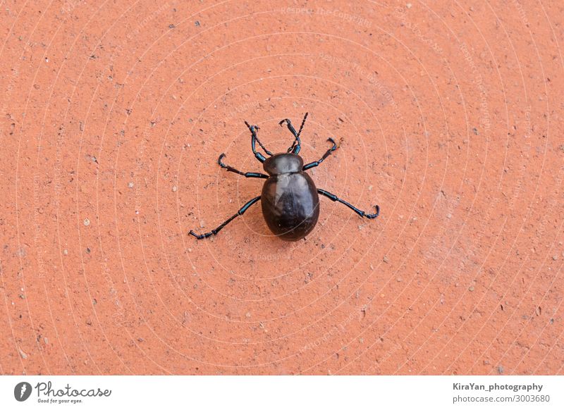 Big black beetle on orange background nature wildlife closeup bug danger wings creature insect ant cartoon silhouette pest animal weevil scarab arthropod