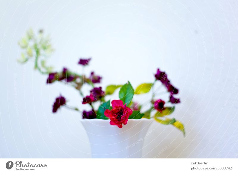 Flower again Blossoming Garden Garden plot Garden allotments Deserted Nature Plant Summer Copy Space Depth of field Vase Bouquet