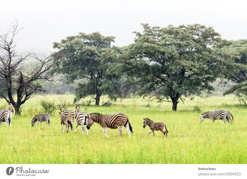 schützenswert Observe Animal family Impressive especially Green Loneliness Striped Contrast Vacation & Travel Tourism Trip Landscape Nature Environment Safari