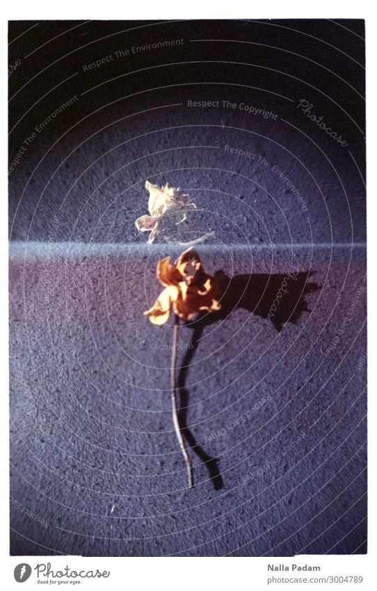 Olle Rose wool? - THREE Plant Flower Yellow Transience Shriveled Colour photo Interior shot Copy Space left Copy Space right Copy Space top Copy Space bottom