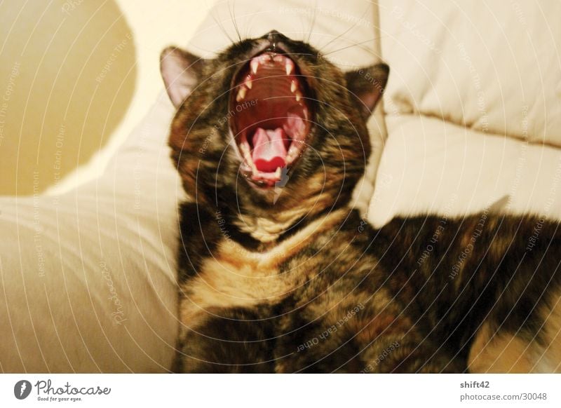 tiger Cat Red Yawn Pelt lime Muzzle Set of teeth Tongue