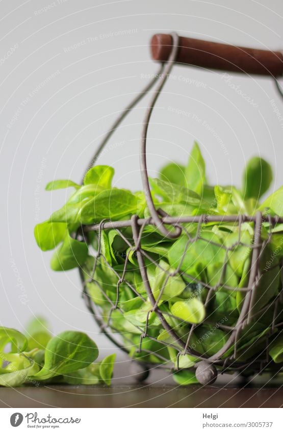 small wire basket with freshly picked lamb's lettuce on a table Food Lettuce Salad Lamb's lettuce Nutrition Organic produce Vegetarian diet Wire basket