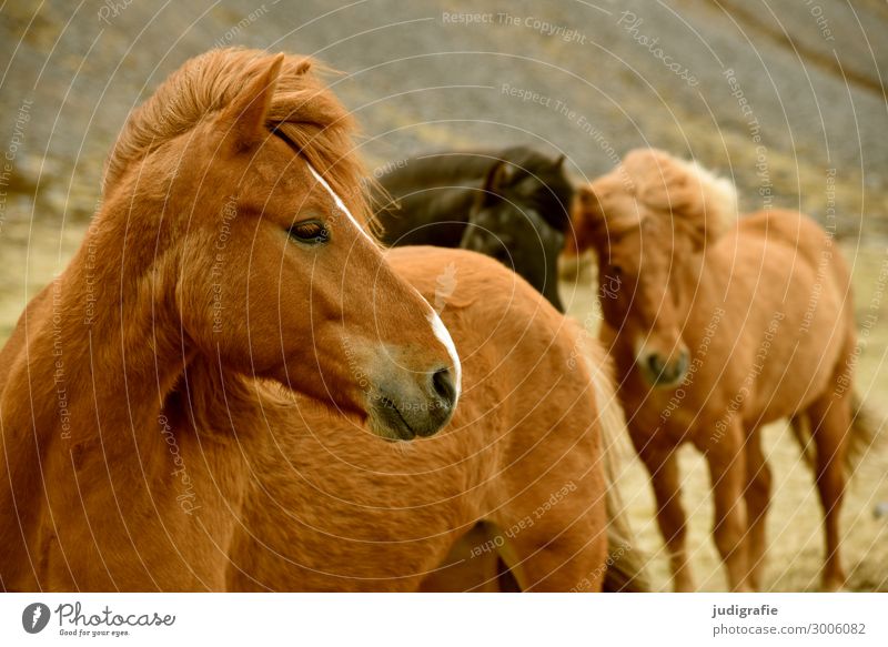 Iceland Vacation & Travel Tourism Nature Hair and hairstyles Brunette Animal Farm animal Wild animal Horse Animal face Iceland Pony 3 Group of animals Near